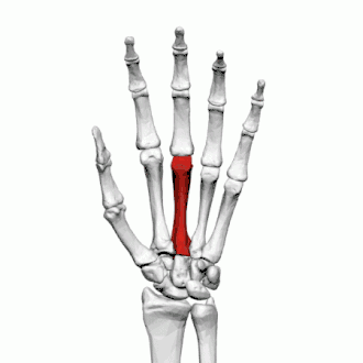 Derde middenhandsbeen