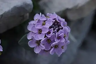 Rondbladige boerenkers