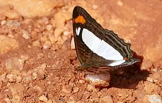 Adelpha thoasa