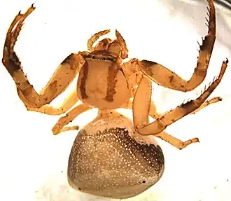 Thomisus albertianus
