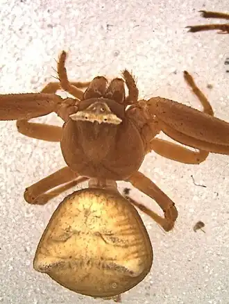 Thomisus dartevellei