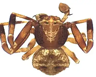 Thomisus kalaharinus