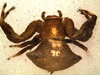 Thomisus scrupeus