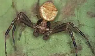 Thomisus socotrensis