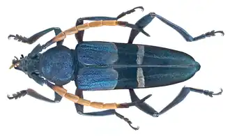 Thompsoniana lugubris