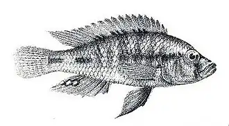 Thoracochromis wingatii