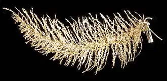 Thouarella (Euthouarella) typica