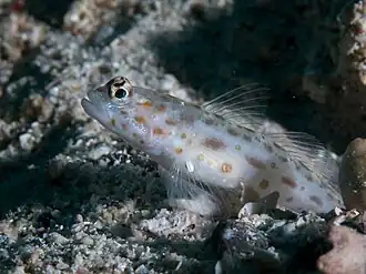 Ctenogobiops mitodes