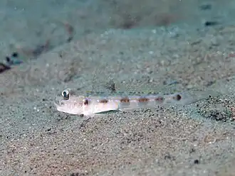 Oxyurichthys notonema