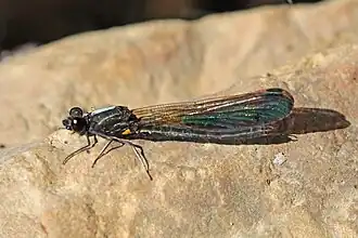 Rhinocypha trifasciata