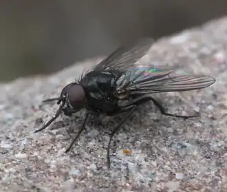 Thricops septentrionalis