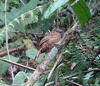 Gestreepte boomjager