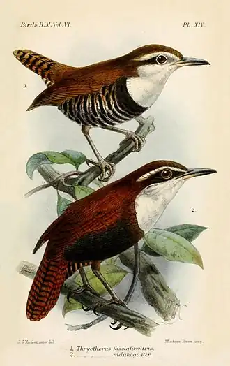 Zwartbuikwinterkoning