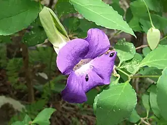 Thunbergia crispa
