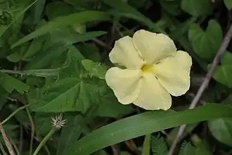 Thunbergia dregeana