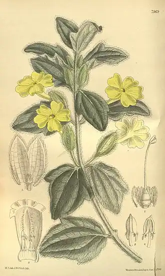Thunbergia fischeri