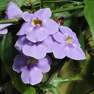 Thunbergia laurifolia