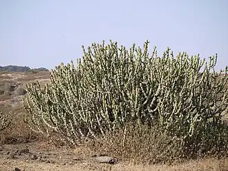 Euphorbia neriifolia