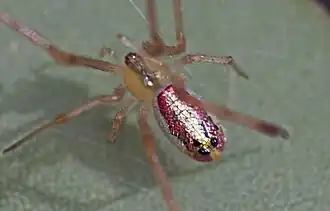 Thwaitesia nigronodosa