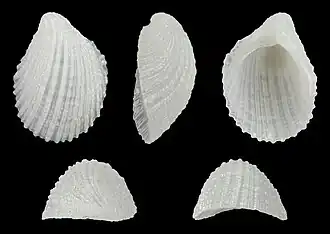 Thyca crystallina