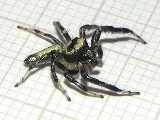 Thyene coccineovittata