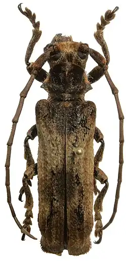 Thylactus zuberhoferi