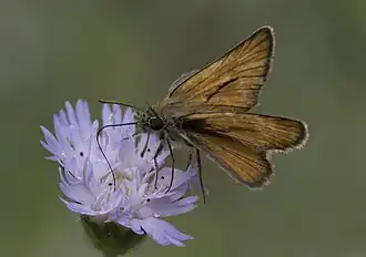 Turks geelsprietdikkopje