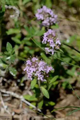 Thymus kosteleckyanus