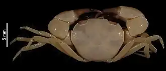 Thyraplax digitodentata