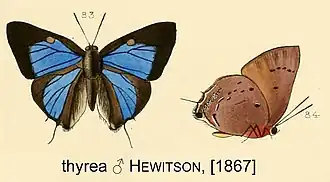 Thepytus thyrea