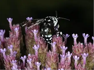 Thyreus caeruleopunctatus