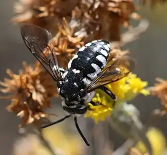 Thyreus histrionicus