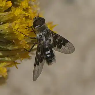 Thyridanthrax fenestratoides