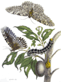 Maria Sibylla Merian (1705), vermoedelijk exemplaren uit Suriname