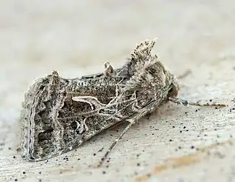 Thysanoplusia daubei