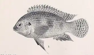 Thysochromis