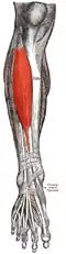 Musculus tibialis anterior