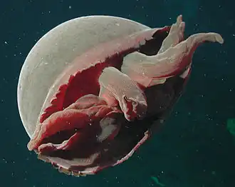 Tiburonia granrojo (Ulmaridae)