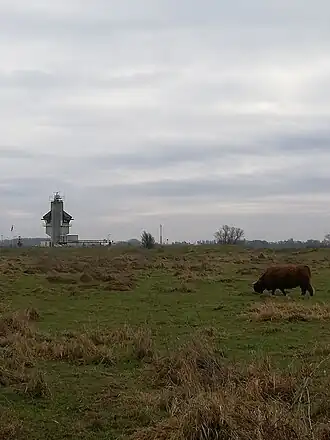 Schotse hooglander in de Kleine Willemswaard; in de verte de verkeerspost van Rijkswaterstaat aan de mond van het Amsterdam-Rijnkanaal