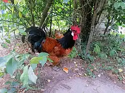 Haan in de Tiergarten Nürnberg