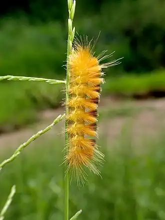 Pygarctia roseicapitis