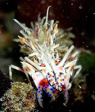 Phyllognathia ceratophthalma