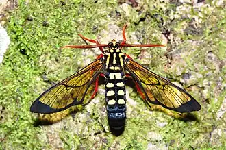 Isanthrene crabroniformis