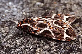 Phaegoptera flavopunctata