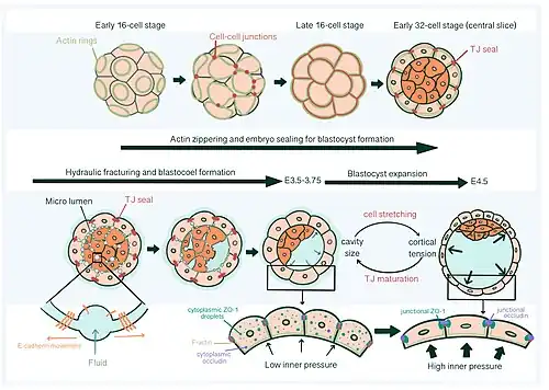 Ontwikkeling van 16-cel stadium tot blastocyste. Tj: Zonula occludens