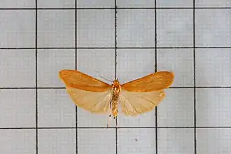 Tigrioides immaculata