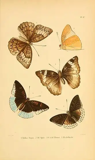 Euthalia agnis