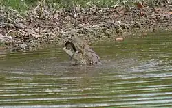 Een krokodil in Guatemala eet een slang.
