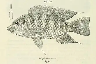 Tilapia brevimanus