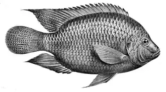 Tilapia cabrae
